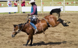 Saddle Bronc